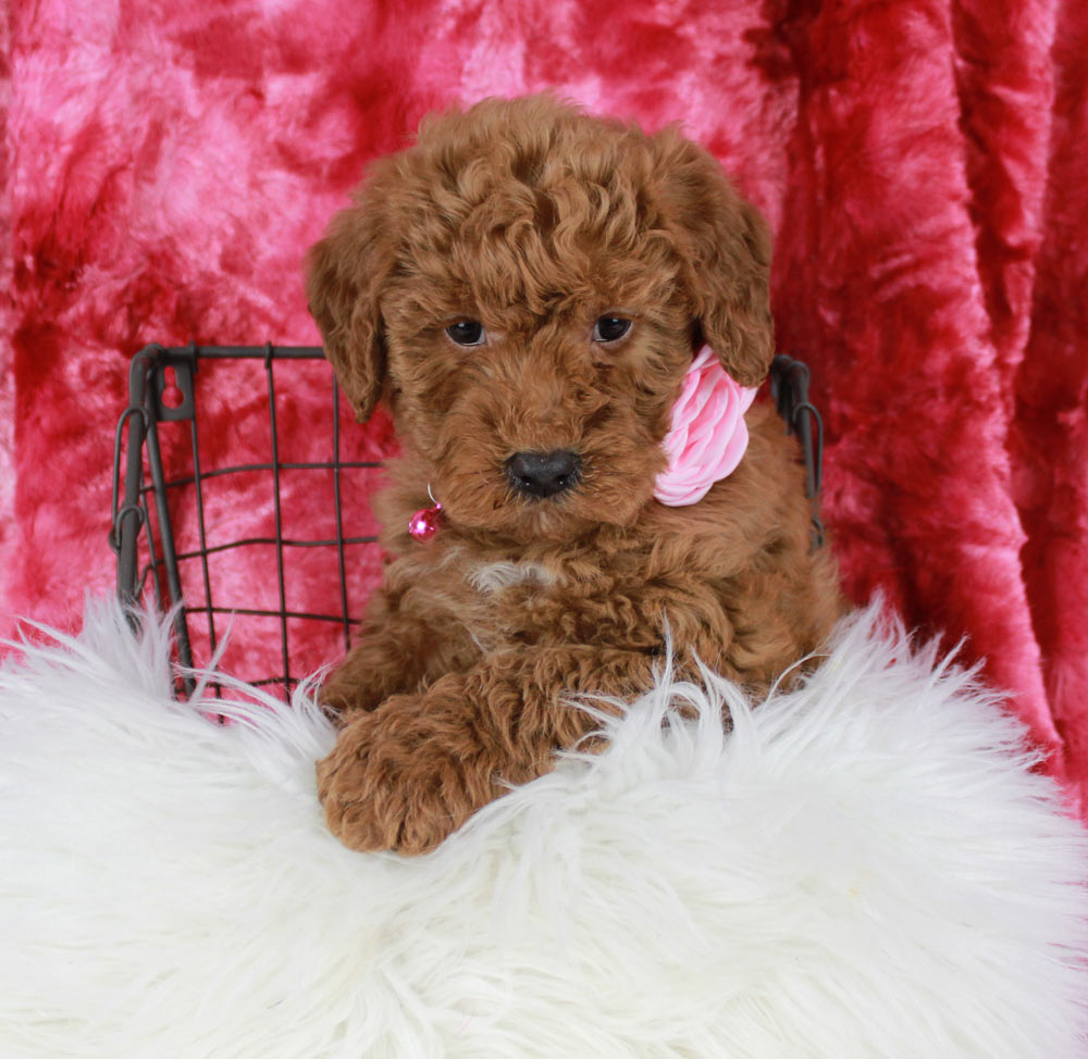 Absecon New Jersey Mini Labradoodle Puppy Blue Diamond Family Pups